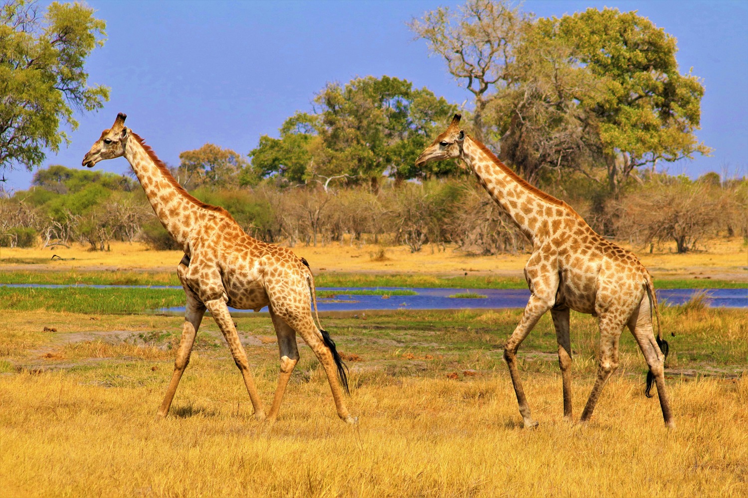Okavango Delta, Botswana
